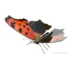 Metal Earth Maquette Métal Papillon Eastern Comma -Modèles Jouets Magasin metal earth 5061127 papillon eastern comma